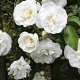 Rosa (K) 'Sanders White Rambler' GM rozenpot 4L