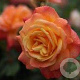 Rosa (K) 'Shining Beauty' GM rozenpot 4L