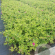 Rosa (H) Short Track GM rozenpot 3L