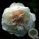 Rosa 'Sombreuil' GM rozenpot 4L