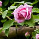 Rosa (F) Sweet Song GM rozenpot 4L