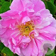 Rosa Trigintipetala GM rozenpot 4L