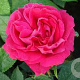 Rosa (H) 'Ulrich Brunner Fils' GM rozenpot 4L