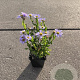 Kalimeris incisa 'Blue Star' GM P9