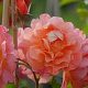 Rosa (H) Westerland GM rozenpot 4L