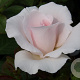 Rosa Whiter Shade of Pale A kwaliteit wortelgoed vanaf 2 tak