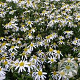 Kalimeris mongolica 'Mon Jardin' GM P9