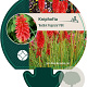 Kniphofia 'Redhot Popsicle' GM P9