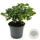 Lavatera Chamallow 20-25 cm 3,0L