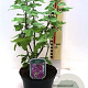 Lavatera Red Rum 20-30 cm 3,0L