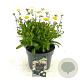 Leucanthemum (S) 'Madonna' GM 2,0L