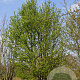 Prunus padus 1000-1200 cm draadkluit meerstammig
