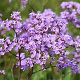 Limonium gmelinii Dazzle Rocks GM P9