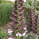 Acanthus spinosus GM P9 BIO