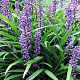 Liriope muscari 'Lilac Wonder' GM P9