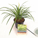 Liriope muscari 'Monroe White' 15-20 cm C1.5