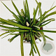 Liriope muscari 'Monroe White' 20-25 cm 2,0L