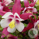 Aquilegia 'Crimson Star' GM P9 BIO