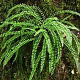 Asplenium trichomanes GM P9 BIO
