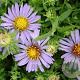 Aster oblong. 'October Skies' GM P9 BIO