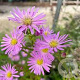 Aster 'Pink Star' GM P9 BIO
