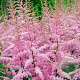Astilbe (A) 'Amethyst' GM P9 BIO