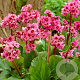 Bergenia 'Morgenröte' GM P9 BIO