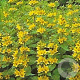 Lysimachia punctata GM P9