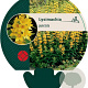 Lysimachia punctata GM P9