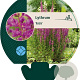 Lythrum Robin GM P9