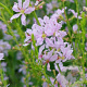 Lythrum virgatum 'Joy' GM P9
