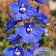 Delphinium (B) 'Bellamosum' GM P9 BIO