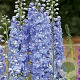 Delphinium (P) 'Summer Skies' GM P9 BIO