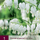 Dicentra spectabilis 'Alba' GM P9 BIO