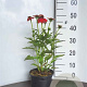 Echinacea Lakota Red GM 2,0L