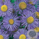 Erigeron speciosus 'Grandiflorus' GM P9 BIO