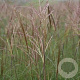 Miscanthus sin. 'Adagio' GM P9