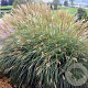 Miscanthus sin. 'Adagio' GM  P11