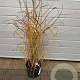 Miscanthus sin. 'Augustfeder' GM C5
