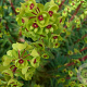 Euphorbia martini GM P9 BIO