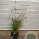 Miscanthus sin. 'Dronning Ingrid' GM C5