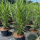 Miscanthus sin. 'Dronning Ingrid' GM C5