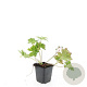 Geranium Rozanne GM P9