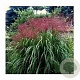 Miscanthus sin. 'Goliath' GM C5