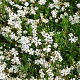 Gypsophila repens 'Alba' GM P9 BIO