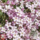 Gypsophila repens 'Rosea' GM P9 BIO
