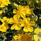 Helianthemum 'Sterntaler' GM P9 BIO