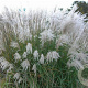 Miscanthus sin. 'Grosse Fontäne' GM 12L