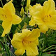 Hemerocallis 'Happy Returns' GM P9 BIO