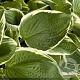 Hosta 'Francee' GM P9 BIO